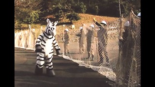 Fake Zebra Escapes From Zoo