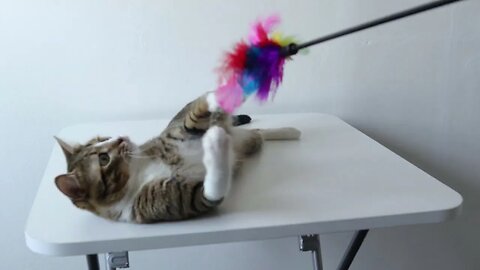 Funny Cat Is Surprised when He Drops the Yellow Feather