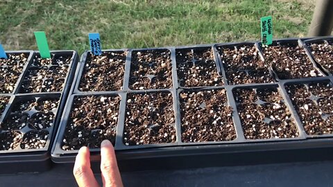 Seedlings Grow Overnight & 1 wk growth