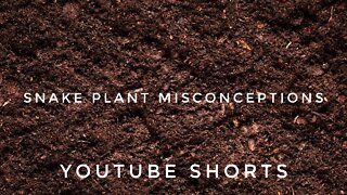 Snake Plant Care Tips For Rapid Growth. How Often Do You Water Snake Plants #shorts