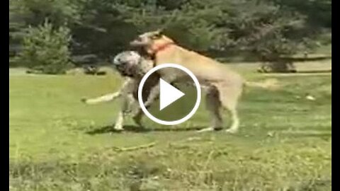 Anatolian Shepherd Dogs Vs