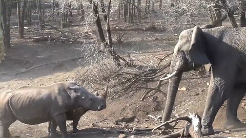 Intense Standoff Between Angry Elephant And Mother Rhino