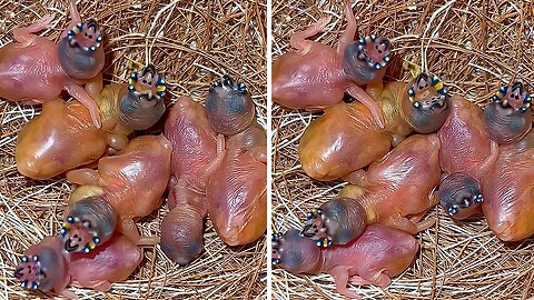 Tiny Gouldian Finch chicks have unusual mouth markings