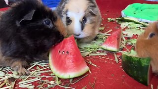 Guinea pigs eating refreshing watermelon 🍉