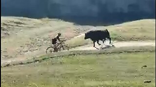 Biker Vs Bull