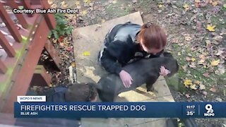Blue Ash firefighters rescue trapped dog