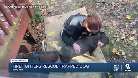 Blue Ash firefighters rescue trapped dog