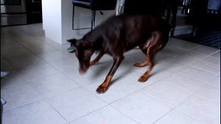 Doberman goes absolutely bonkers after encountering laser pointer