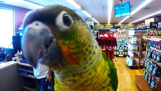 Curious baby parrot loves being on camera