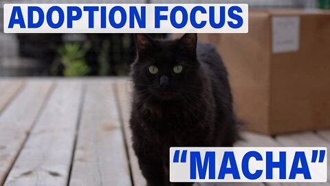 Macha (3yr female) | Adoption Focus