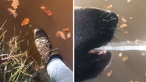 Dog Steals Huge Chunk Of Ice From Canal