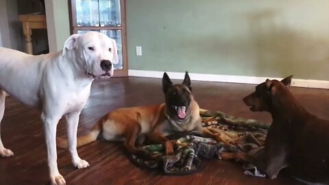 Rainy Day Indoor Play between a Dogo Argentino, Doberman and Belgian Malinois
