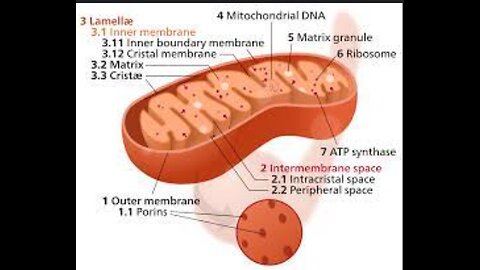 Mitochondria Aren't Just the Powerhouse of the Cell
