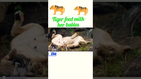 Tiger feed milk her babies #shorts #shortvideo #youtubeshorts