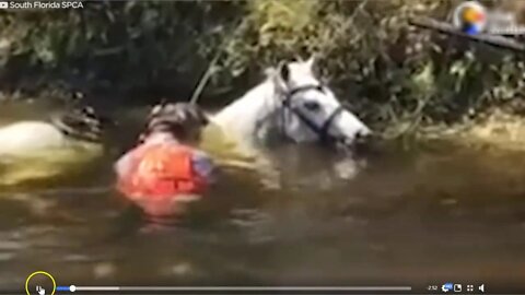 Horse Rescued From Canal - Discussing Good & Bad - Happy Ending But Luck Is Not A Plan