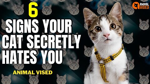 6 Signs Your Cat Secretly Hates You | Signs Your Cat 😾 Hates You | Animal Vised