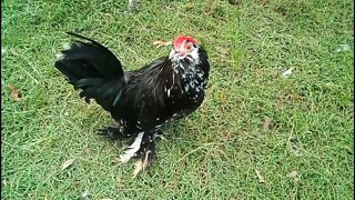 Belgian D'uccle Rooster