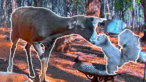 Squirrel attacks curious doe out of nowhere