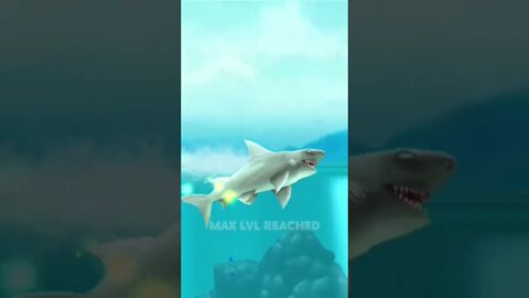 hungry shark 🦈 reef shark 🦈 eating small fish 🐟