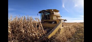 Organic Corn Harvest 2022!