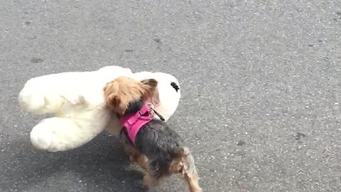 Miniature Doggy Loves Shopping For Big Toys