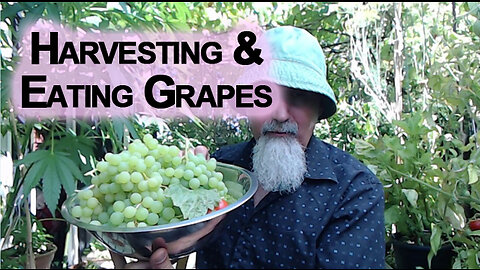 Harvesting and Eating Grapes From Our Patio Garden [ASMR]
