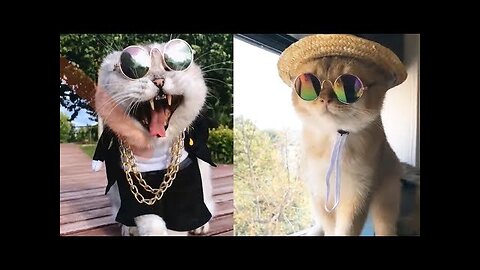 Cute Dogs and Cats - Funny Cats and Dogs Videos