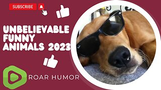 Unbelievable funny animals 2023