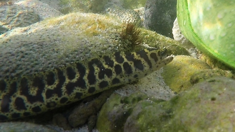 Swimmer almost steps on moray eel at the beach