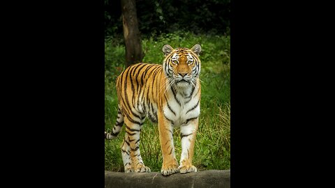 Wild Animals 4k Video Collection Top Attack Fight @8K VIDEOS