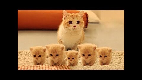 So many cute kittens videos compilation 2024
