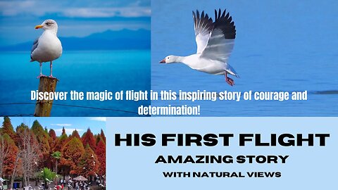 Finding Courage: The Inspiring Story of 'His First Flight' - A Seagull's Journey