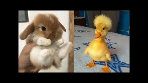 Cute Baby Animals Videos Compilation | Funny and Cute Moment of the Animals #2