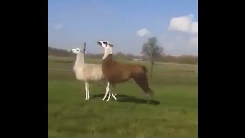 🤣Super Funny Llama Runnin! - MUST WATCH!🤣