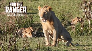 Lions Relax After A Meal | Maasai Mara Safari | Zebra Plains