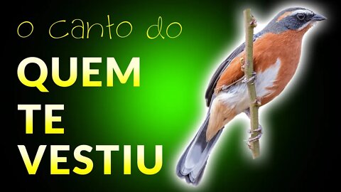 Sons de Pássaros | QUEM-TE-VESTIU