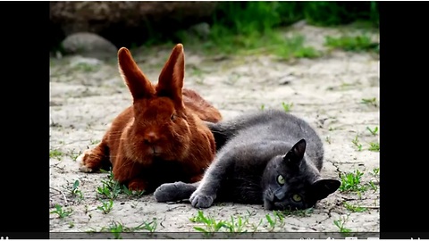 Cat and rabbit are truly best friends