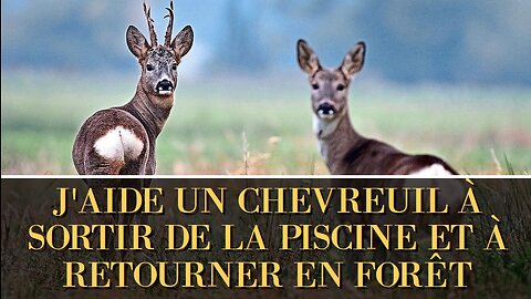 J'aide un chevreuil à sortir de la piscine et à retourner dans la forêt. Expérience unique Daim Cerf