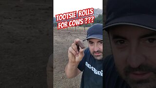 Tootsie Rolls For COWS ????