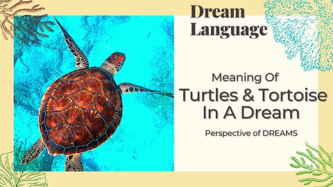 Meaning Of Turtles And Tortoise In Dreams | Biblical & Prophetic Meaning