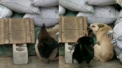 CHICKEN VS DOG FUNNY VIDEOS #1