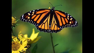 California monarch butterflies at risk of extinction