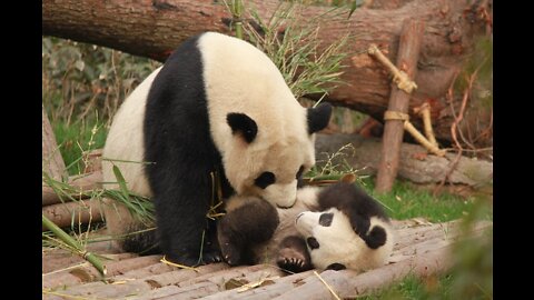 Angry Panda "barks" at intruder in the woods