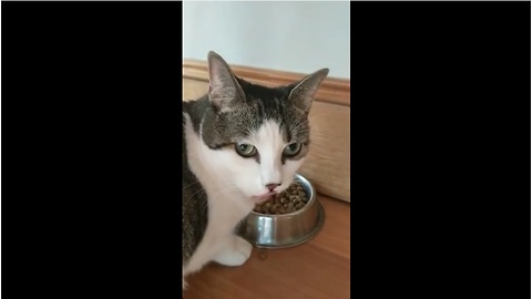 Excited Cat Makes Hysterically Funny Noises While Eating