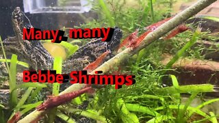 Baby Cherry shrimp, water bridge, mystery snails, White Cloud Mountain Minnows. freshwater Aquarium