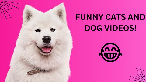 The Funniest Dog and Cat Videos of 2023 🤣😂😁