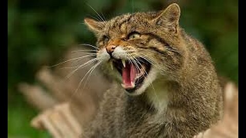 The Elusive World of Scottish Wildcats: Rare Footage Revealed