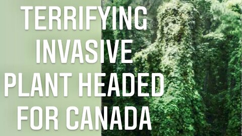 THE TERRIFYING STORY OF KUDZU VINE! NEWEST INVASIVE SPECIES ON CANADIAN SOIL | Gardening in Canada