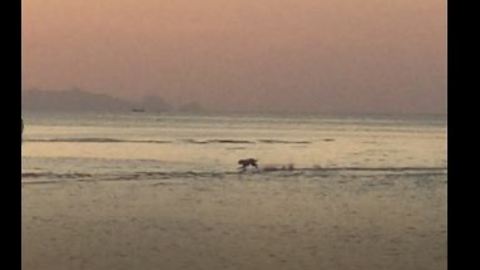 Dog Happily Running On Beach In Paradise Will Make Your Day!