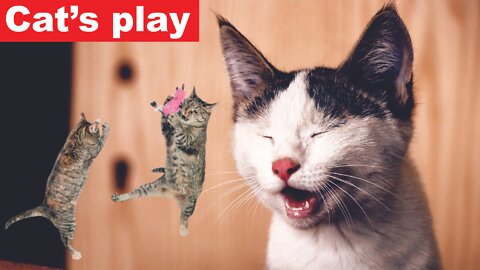 Cat's play